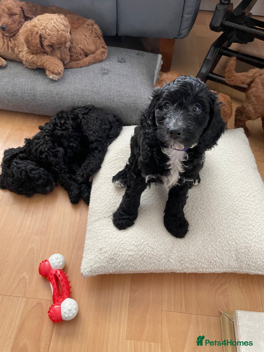 Cockapoo dogs for sale: Boni’s F1b pups, 2 little ones available 🖤🖤 - Image 17