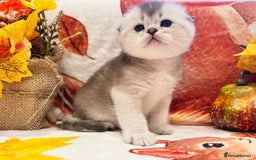 Scottish Fold cats for sale: Purrfect little babies - Image 6