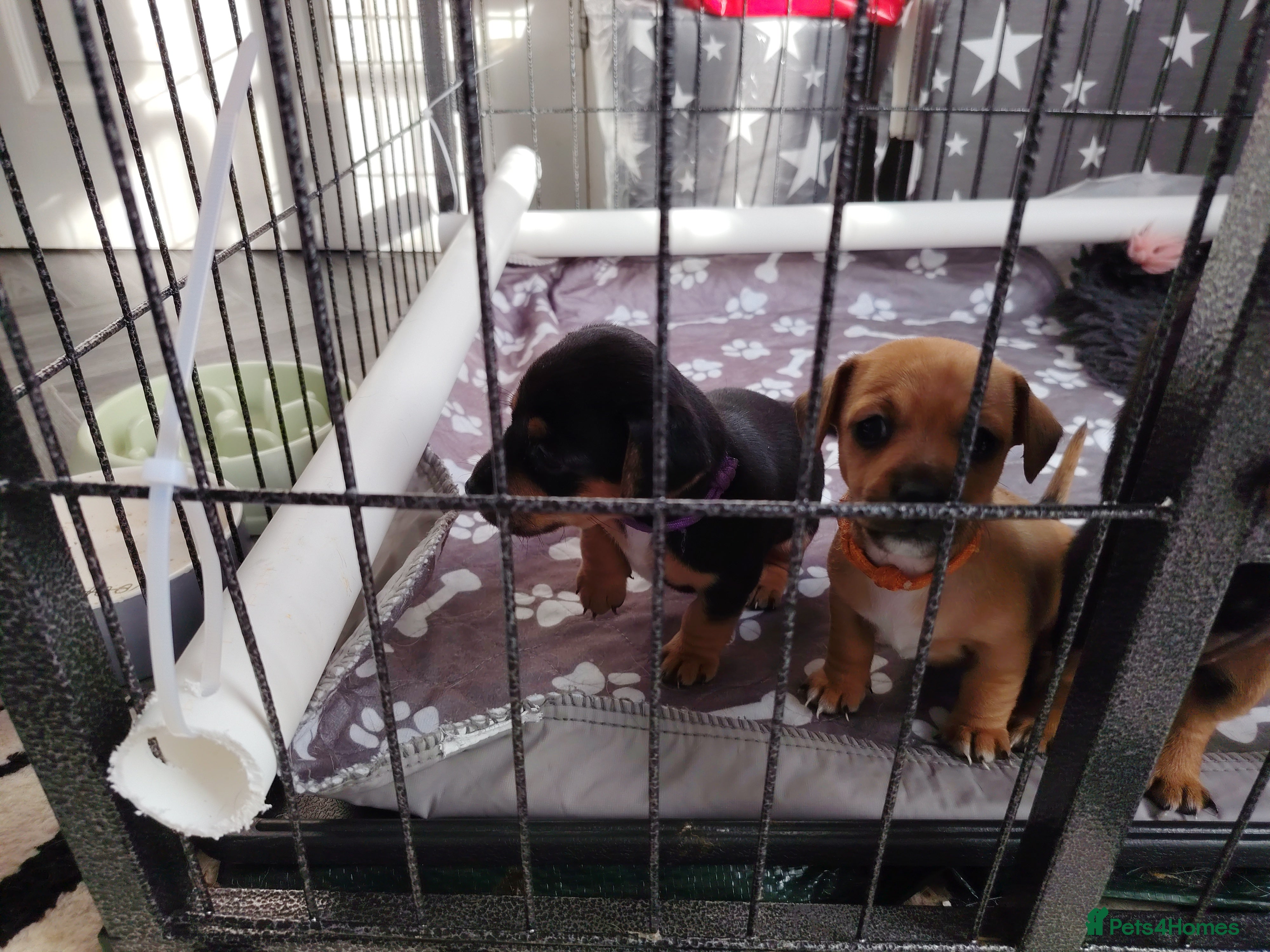 Jackshund dogs Jack Russell x miniature dachshund - Advert 2