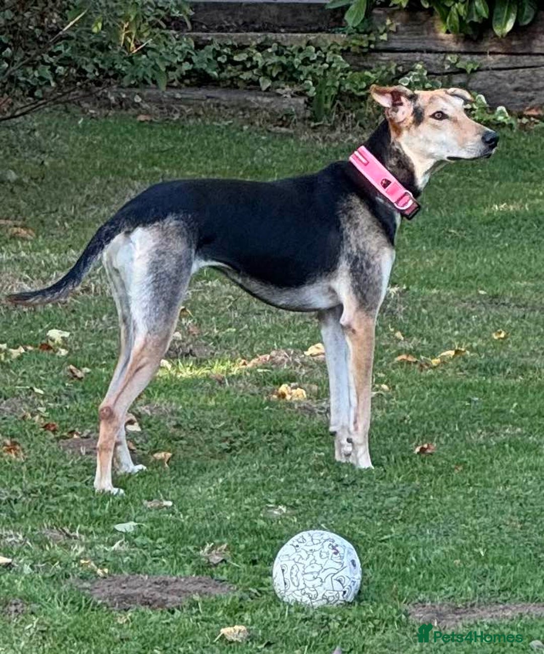 Mixed Breed dogs for adoption: Cahil , a sweet Cypriot girl  - Image 8