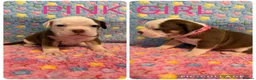 Olde English Bulldogge dogs for sale: READY TO LEAVE 3 old English bulldog  - Advert 34