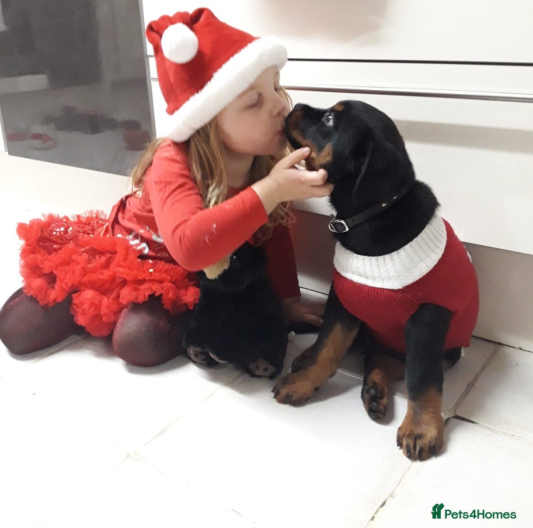 Rottweiler dogs for stud: Ralph the Rottweiler🔥 - Image 14