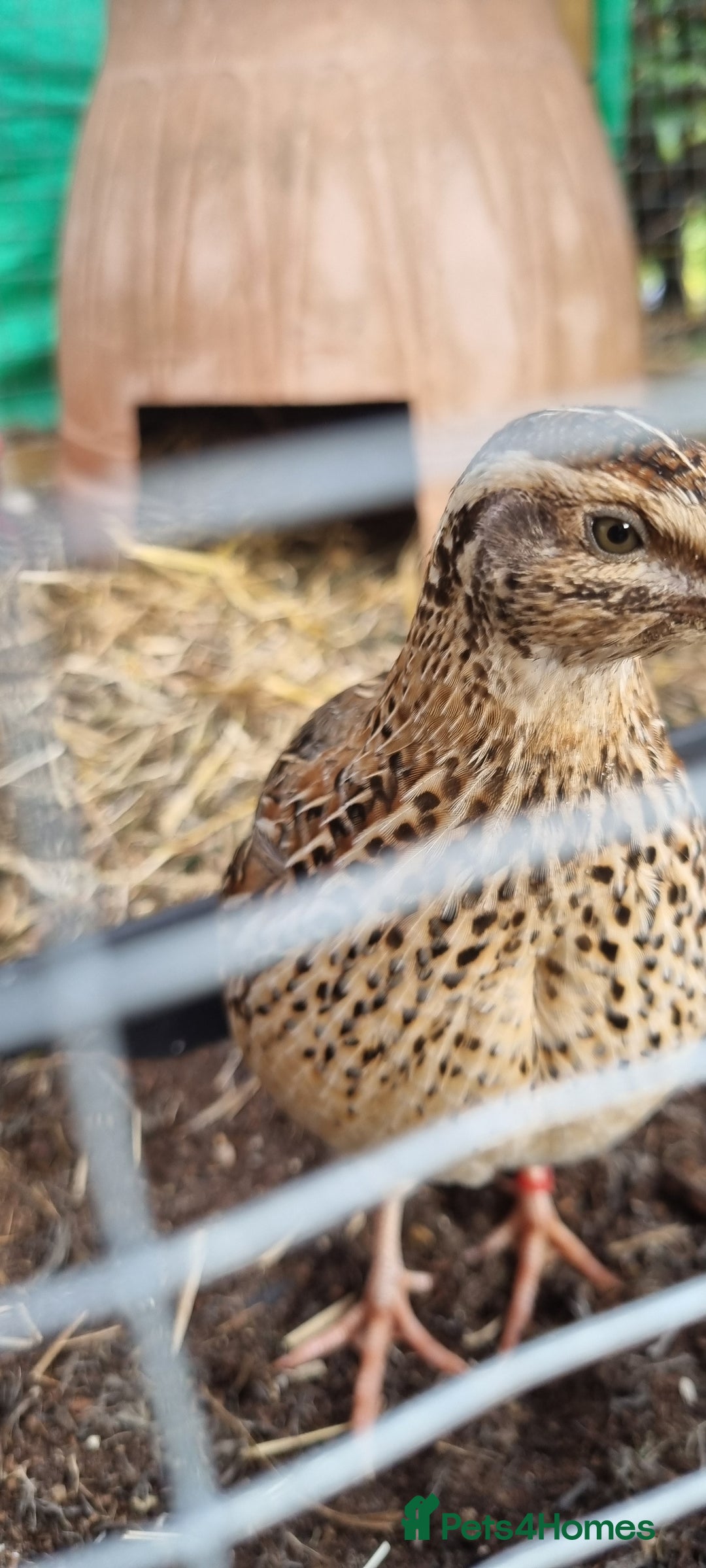 Quail poultry for sale: Cortinoux quial hatching eggs - Image 9