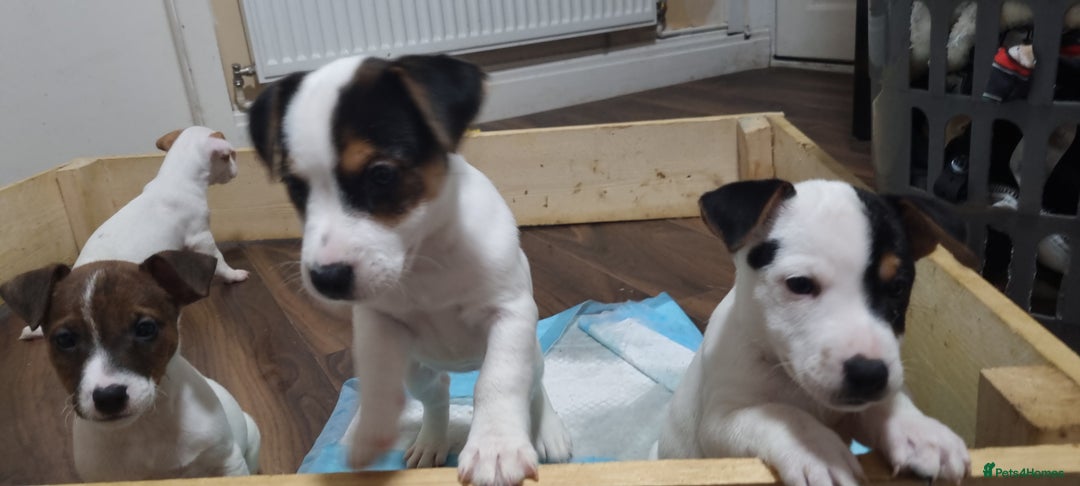 Jack Russell dogs for sale: Jack Russel puppies  - Advert 10