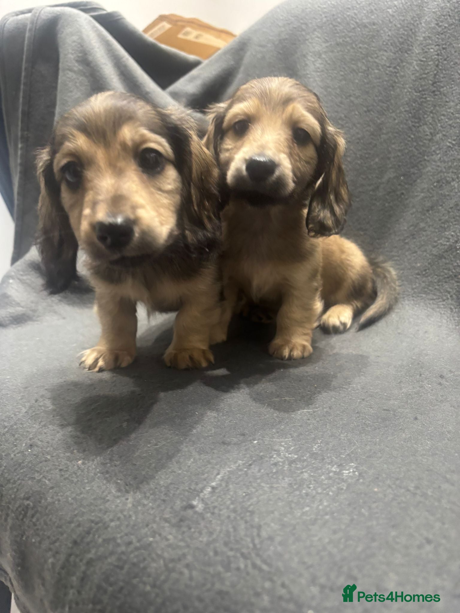 Miniature Dachshund dogs Quality, Cream, Long Haired Miniature Dachshunds  - Advert 17