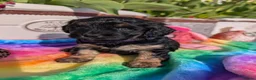 Cavapoo dogs for sale: Stunning Black & tan F1 Toy Cavapoo Puppies  - Advert 23