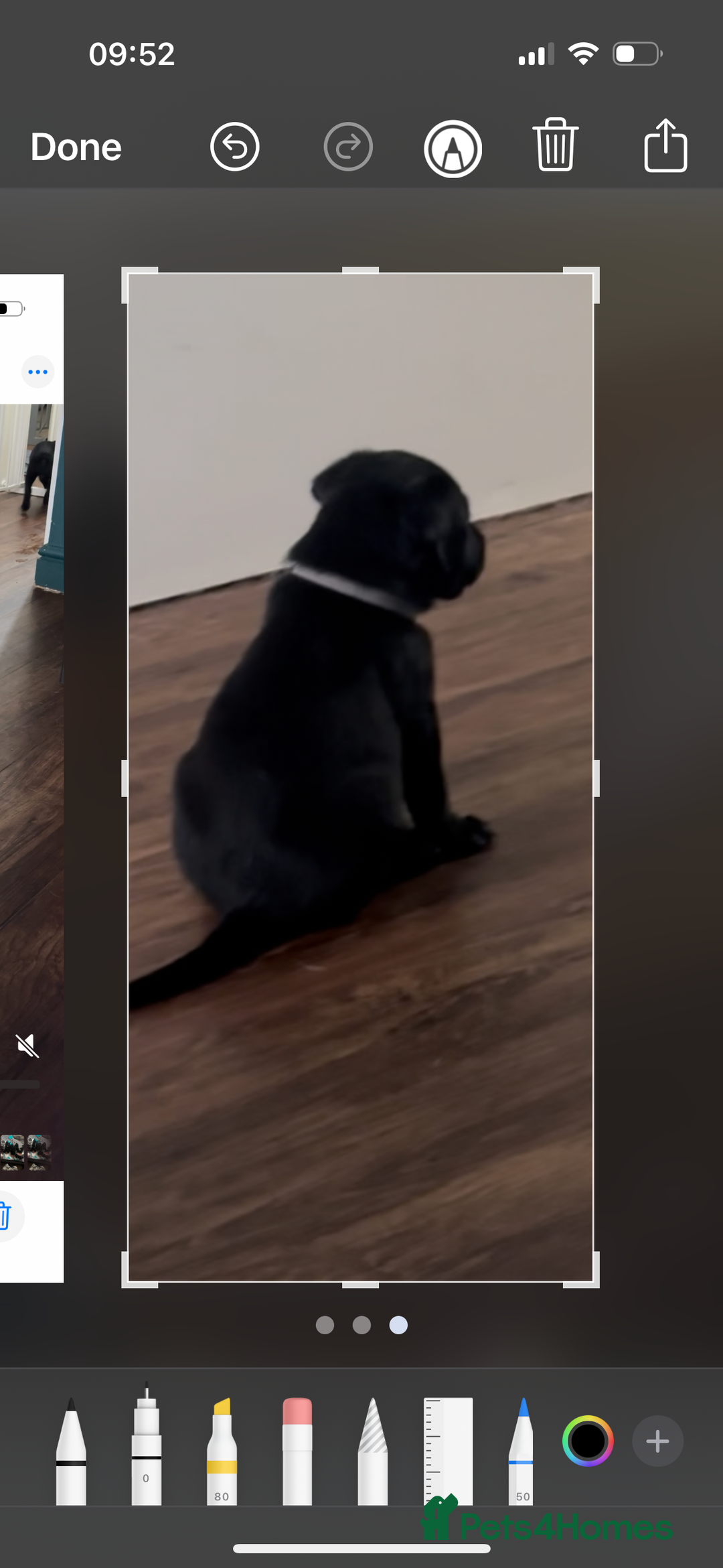 Labrador Retriever dogs for sale: Working Labradors  - Image 12
