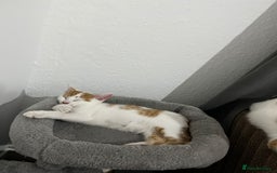 Mixed Breed cats for sale: orange and white kitten for sale  - Image 6