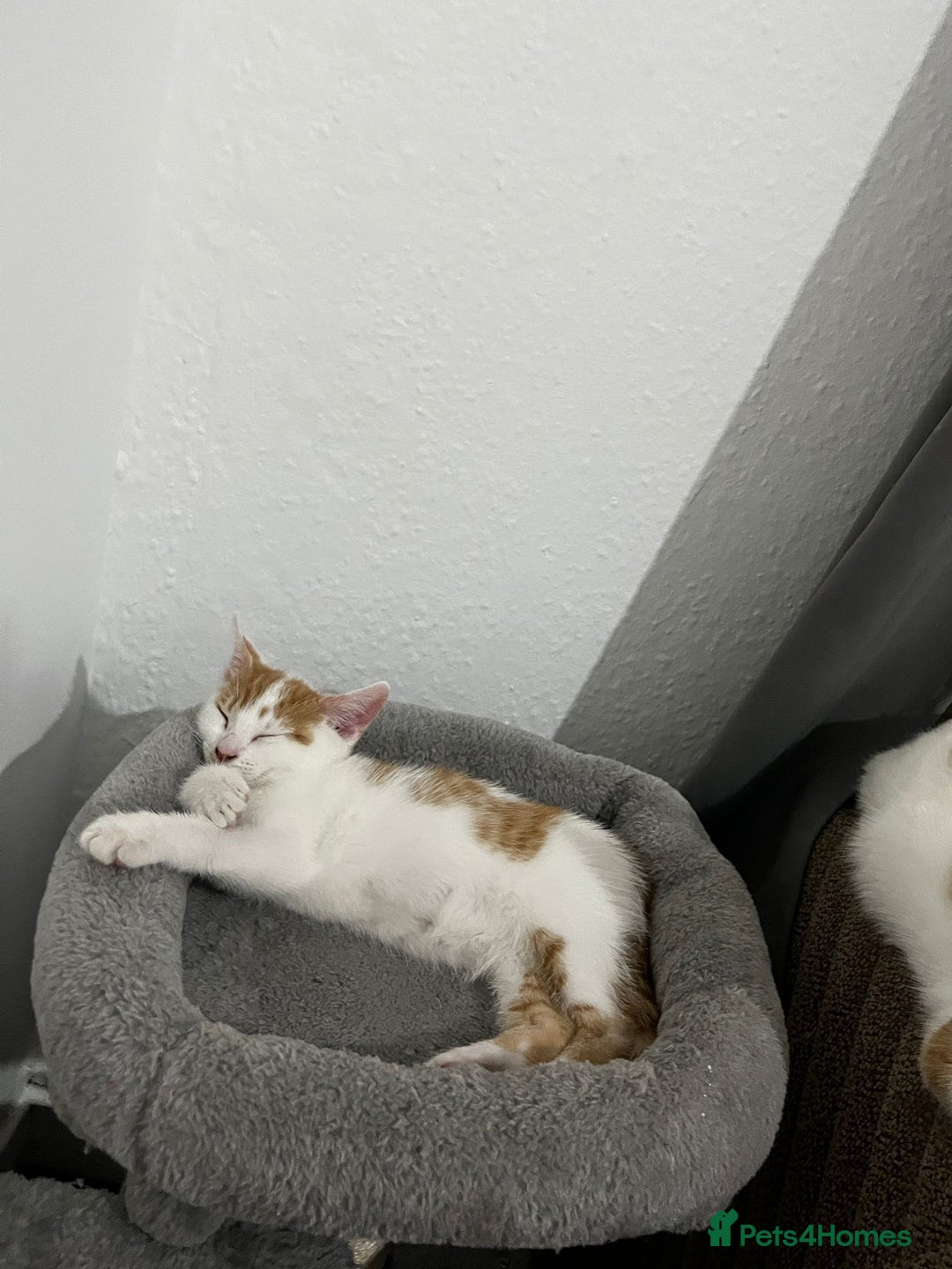 Mixed Breed cats for sale: orange and white kitten for sale  - Image 6