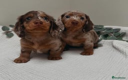 Miniature Dachshund dogs for sale: Purebred Miniature Dachshund Puppies – Ready - Image 10