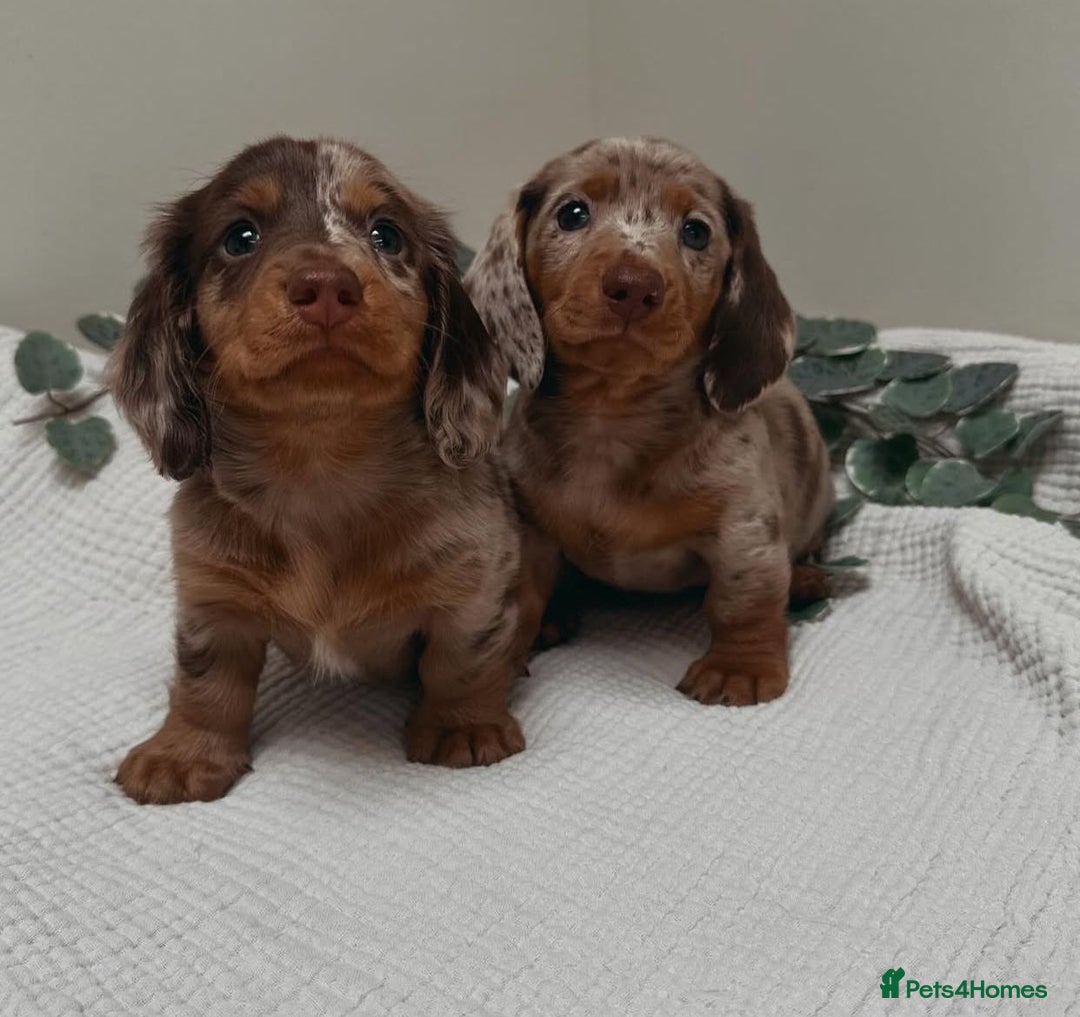 Miniature Dachshund dogs for sale: Purebred Miniature Dachshund Puppies – Ready - Image 10