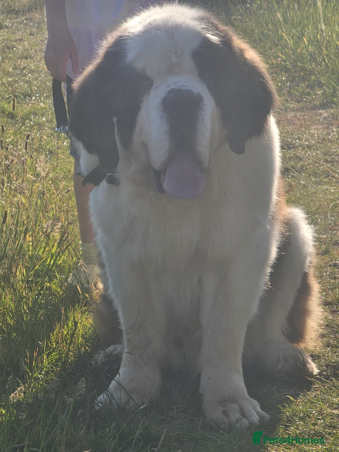 Saint Bernard dogs for stud: Imported KC 6 year old Saint bernard for stud duty in Barry - Advert 2