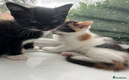 Mixed Breed cats for sale: Kittens - Image 23