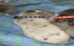 Mixed Breed dogs for sale: American bulldog X cane corso pups - Image 3