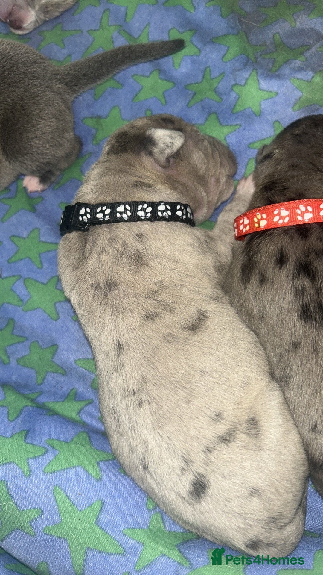 Mixed Breed dogs for sale: American bulldog X cane corso pups - Image 3