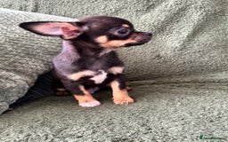 Chihuahua dogs for sale: Tiny chihuahua puppies  - Image 9