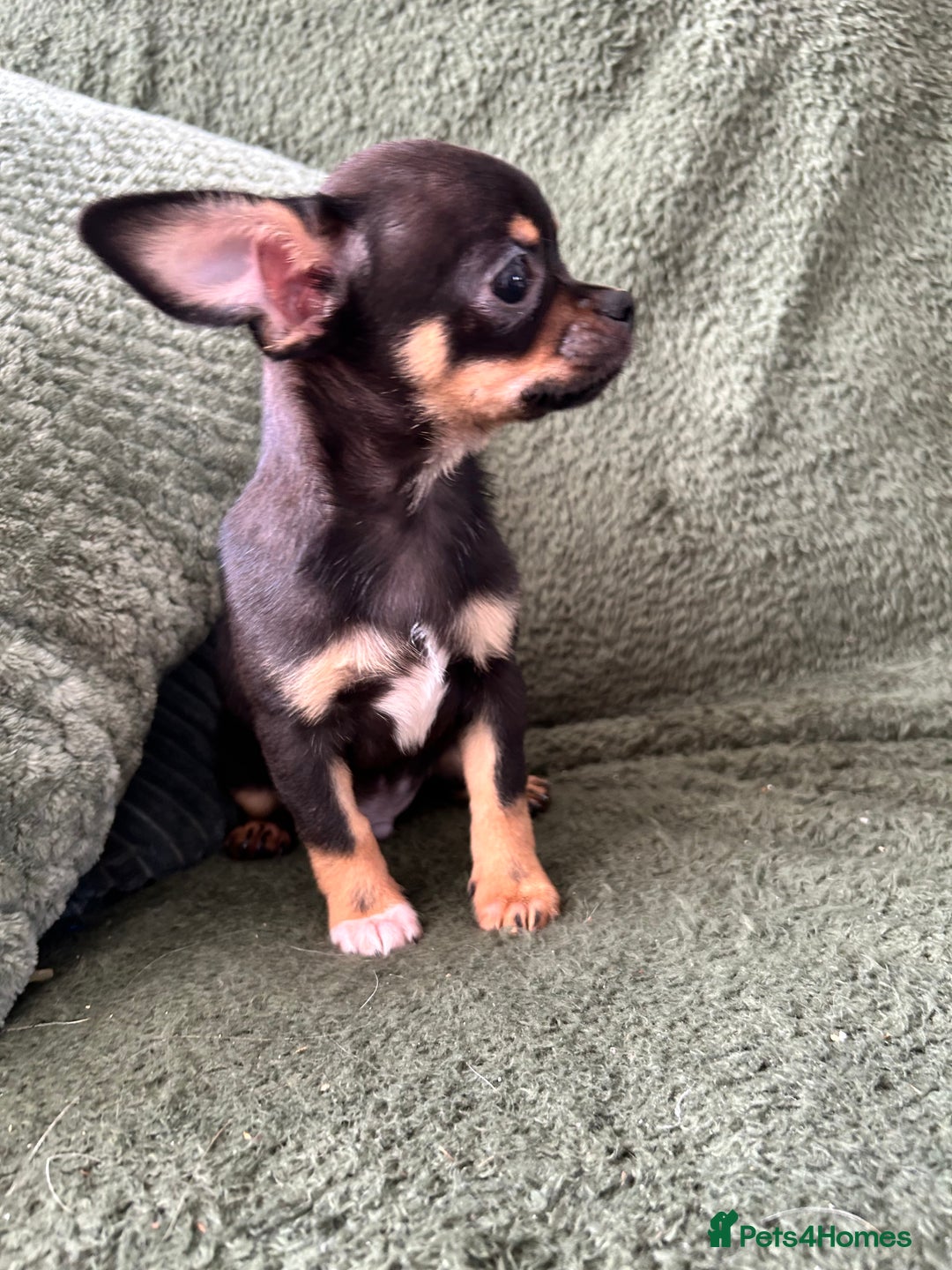 Chihuahua dogs for sale: Tiny chihuahua puppies  - Image 9