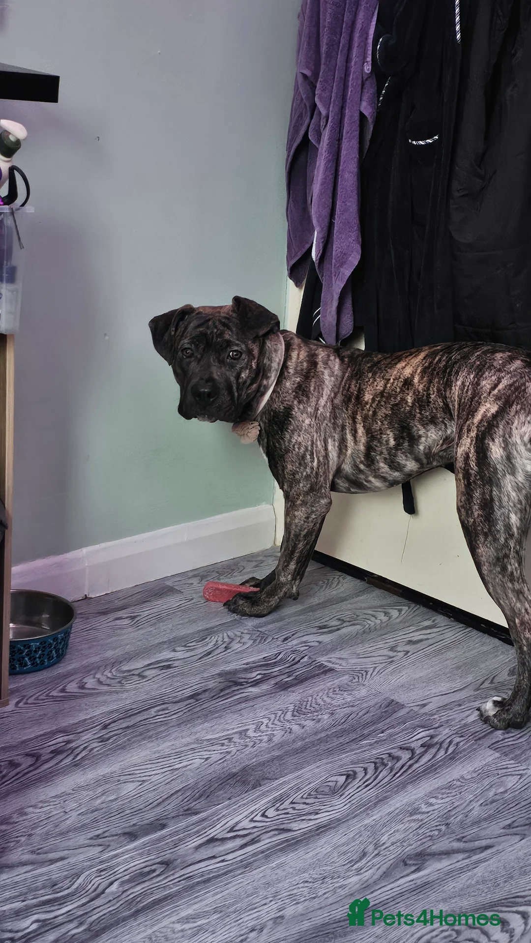 Mixed Breed dogs for sale: Presa Canario X Cane Corso (Girl) - Advert 5