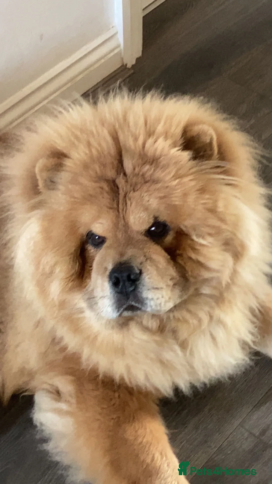 Chow Chow dogs for sale: Chow chow for loving home  in Hartlepool - Advert 2