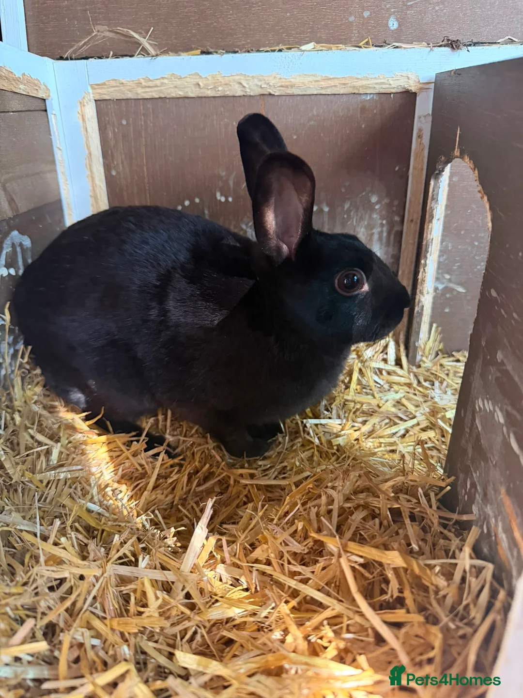 Rex rabbits for sale: 18 month old Black Otter Rex in Grange-over-Sands - Advert 1