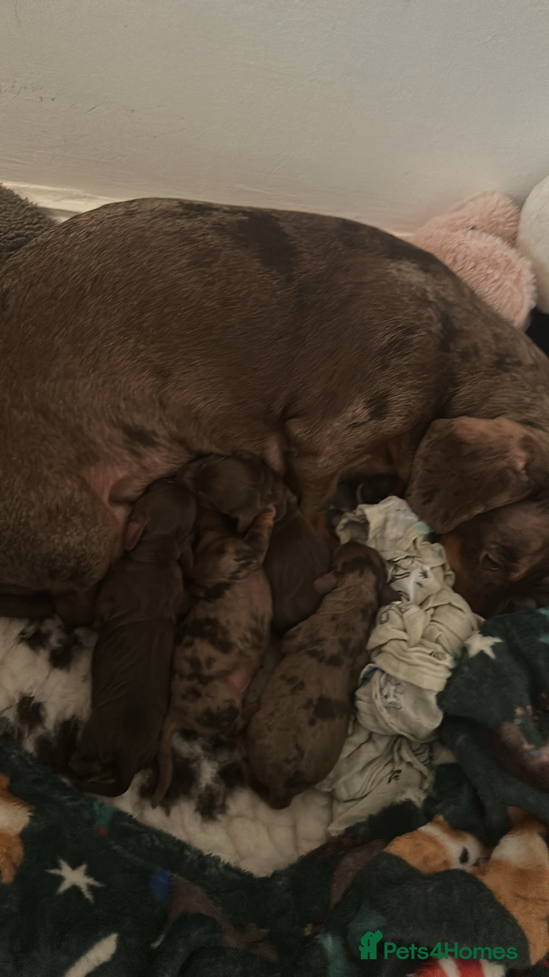 Miniature Dachshund dogs Dachshund - Advert 11