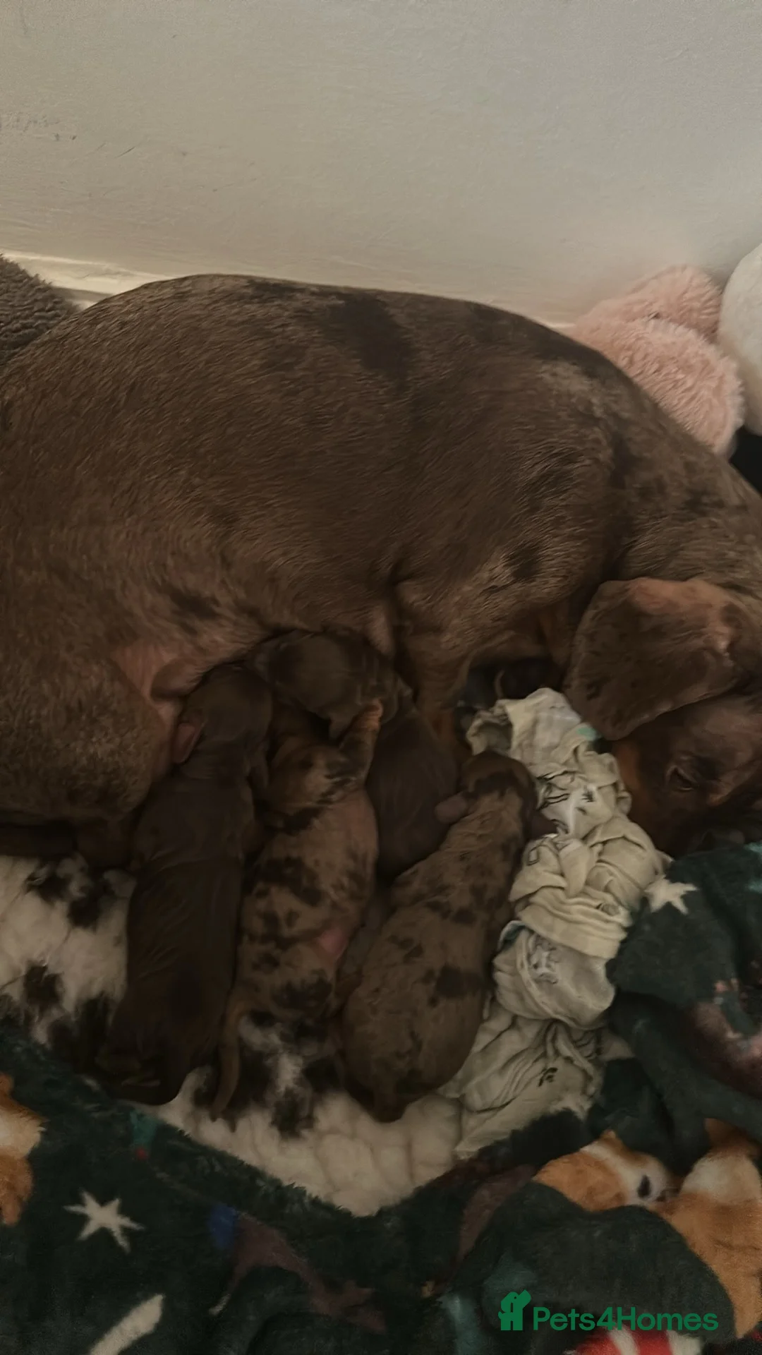 Miniature Dachshund dogs for sale: Dachshund puppies  - Advert 2