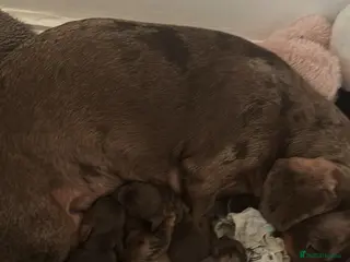 Miniature Dachshund dogs Dachshund - Advert 11