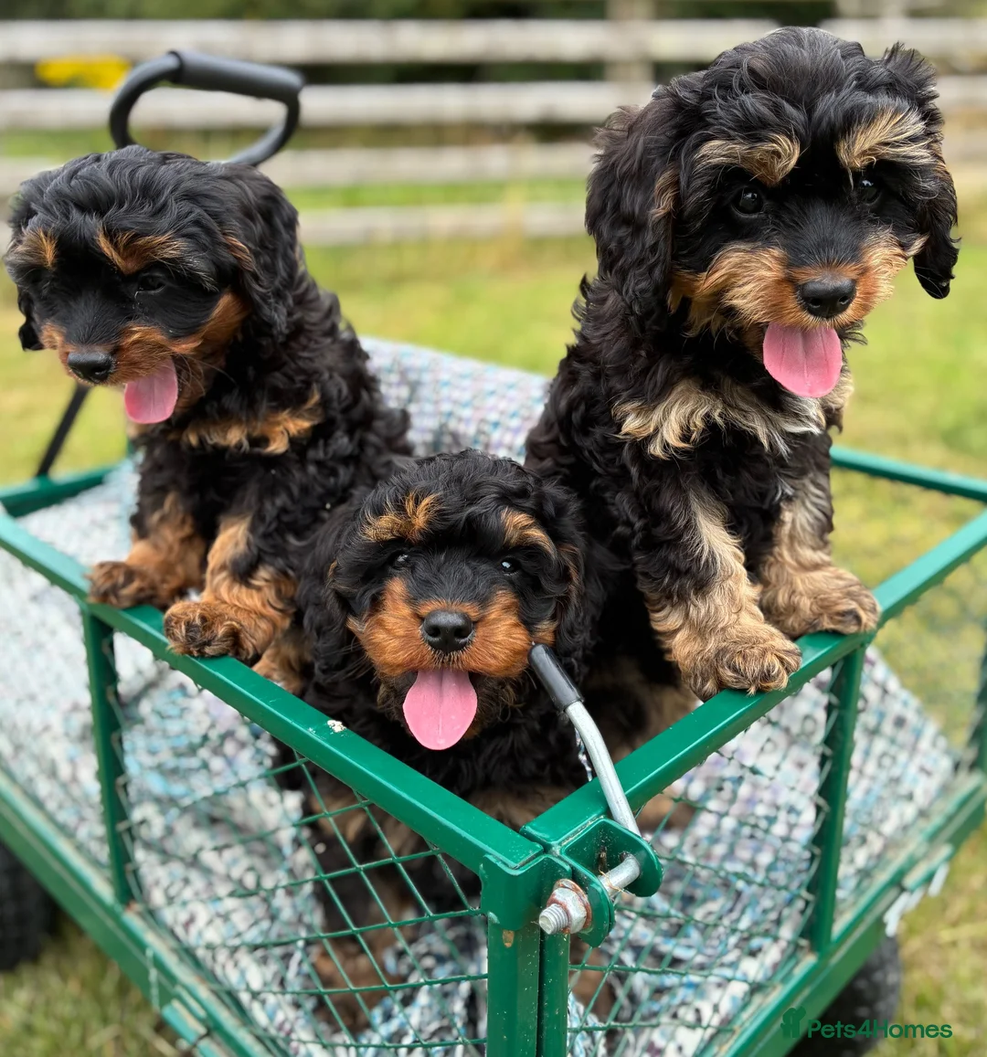 Cavapoo dogs for sale: Black and Tan Cavapoos - Advert 2