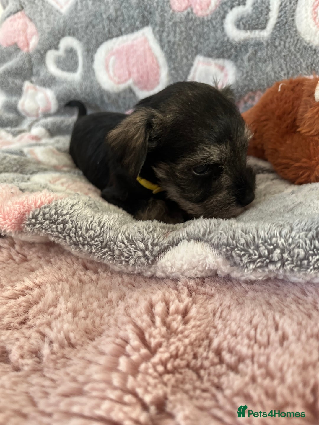 Miniature Schnauzer dogs for sale: Beautiful KC miniature Schnauzers  - Advert 10