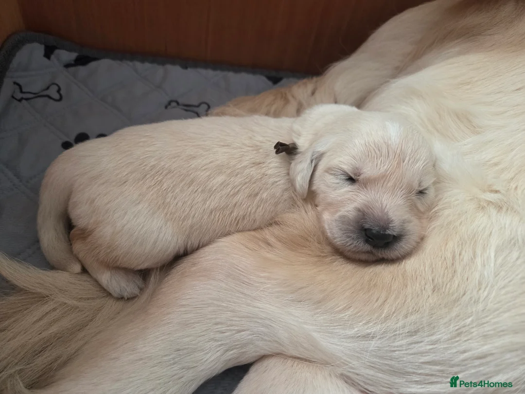 Golden Retriever dogs for sale: Beautiful KC Golden Retriever Puppies- Cream/White - Advert 2