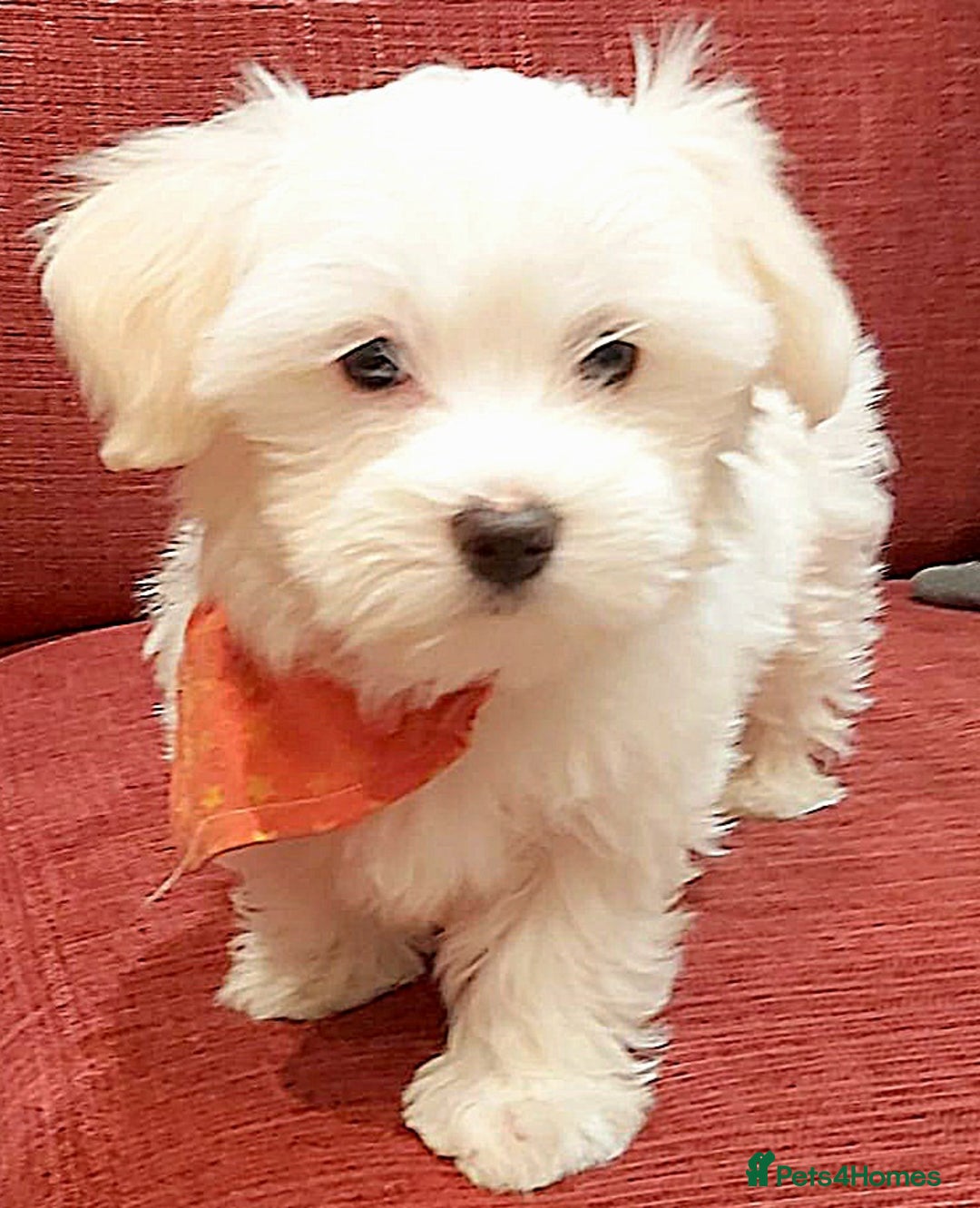 Small Dogs For Bichon Maltese Rescue Near Me Bichon Rescue Near Me
