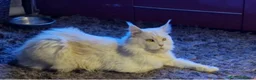 Maine Coon cats for sale: 🐈 ONLY 2 BOYS LEFT! READY FRIDAY 29TH MAY!!! 🐈 - Advert 18