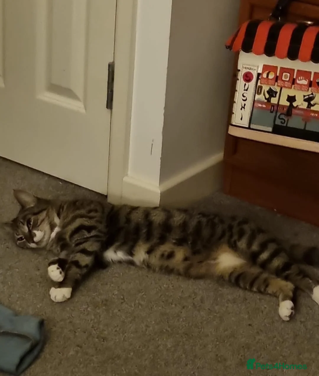 Mixed Breed cats for sale: 5year old female tabby cat  - Advert 3