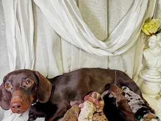 Miniature Dachshund dogs MINI DACHSHUND PUPPIES💕 KC REGISTERED/PRA CLEAR - Advert 14