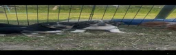 Miniature Dachshund dogs for sale: ❌Stunning Puppies❌ - Advert 10