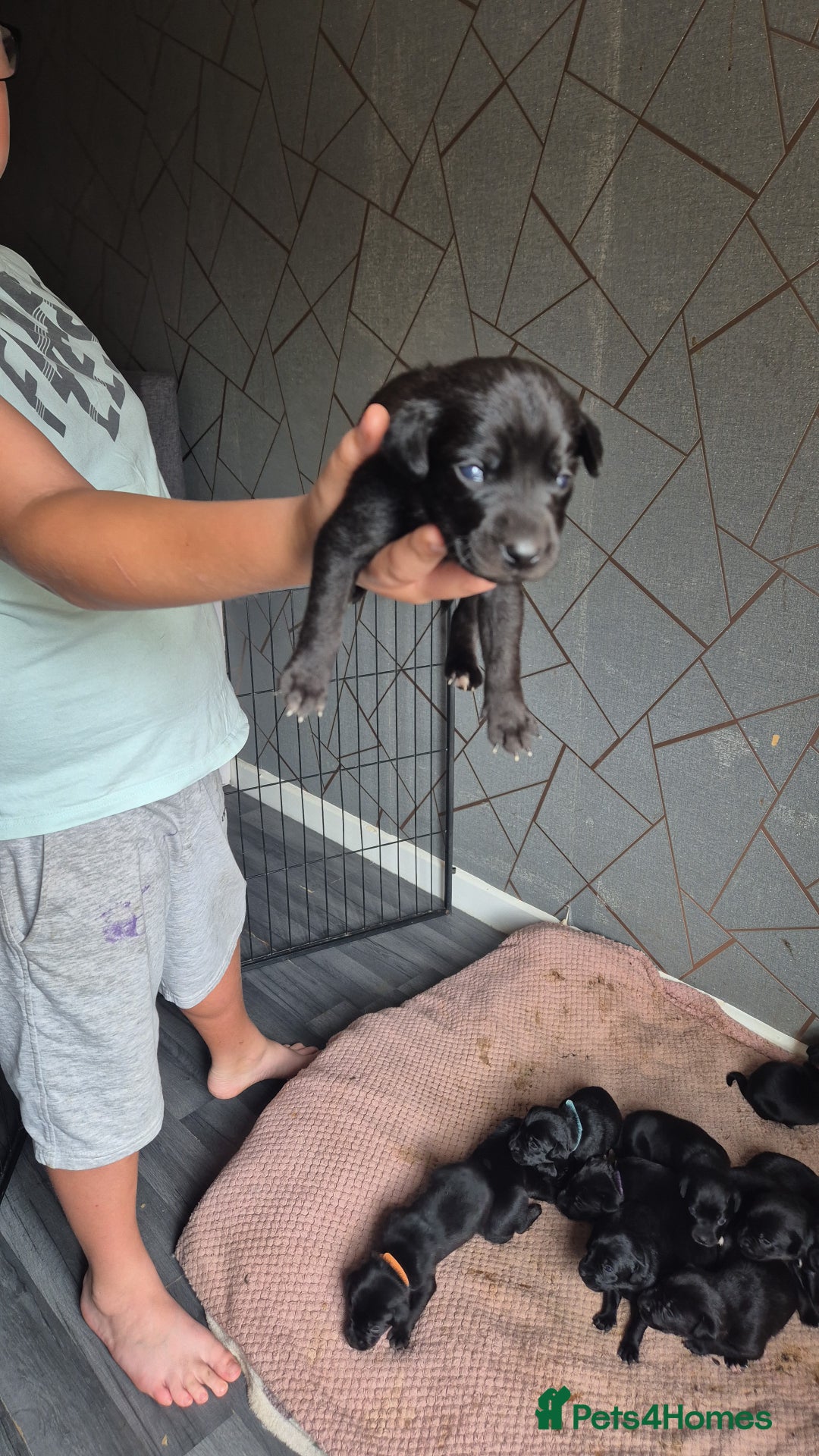 Mixed Breed dogs for sale: Staffador puppies - Image 10