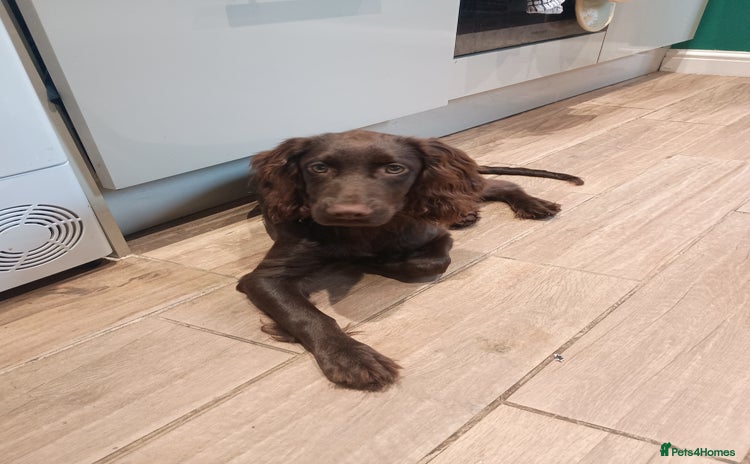 Cocker Spaniel dogs - Advert 6
