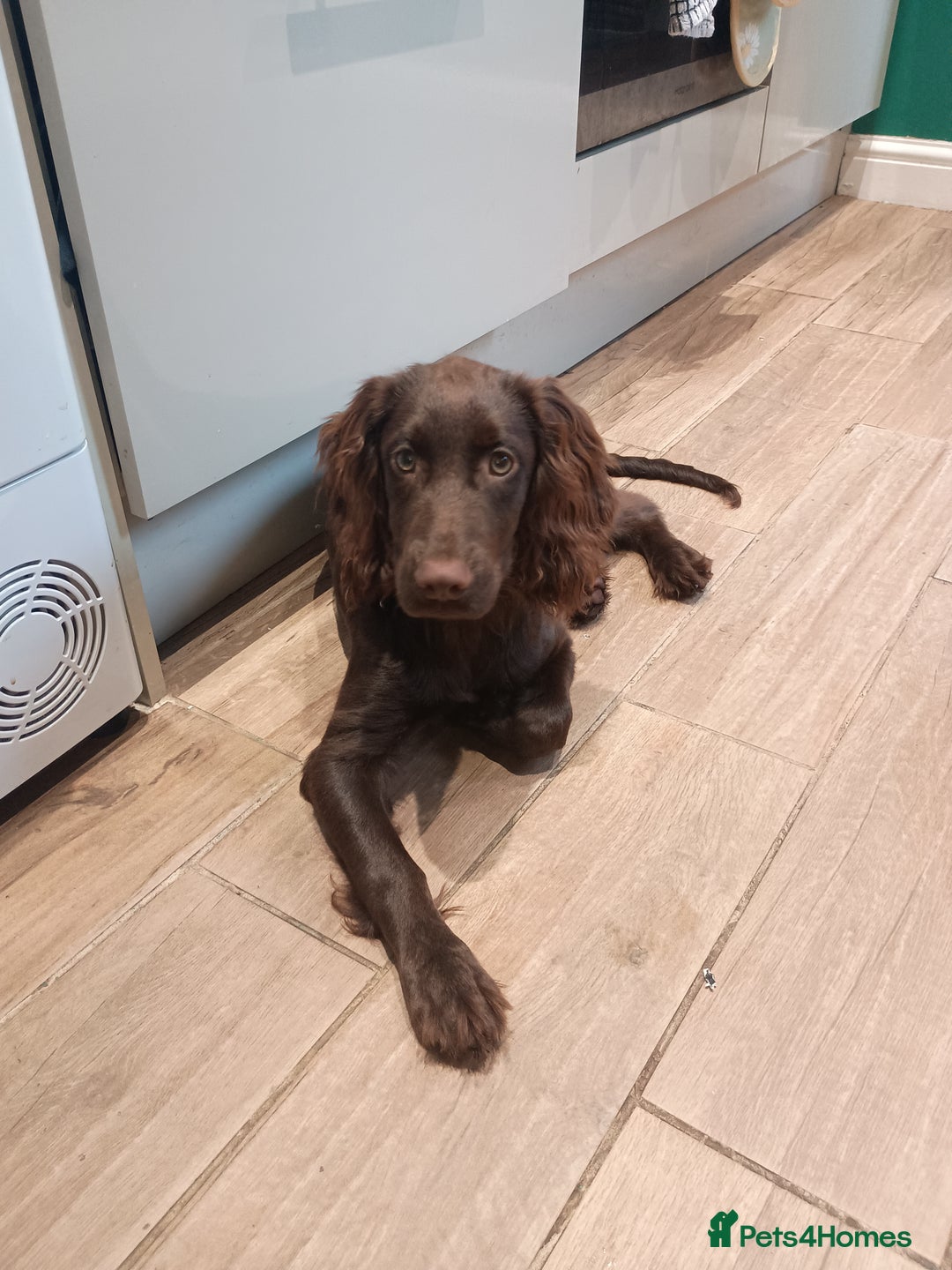 Cocker Spaniel dogs for sale: Cocker spaniel for rehoming  - Image 1