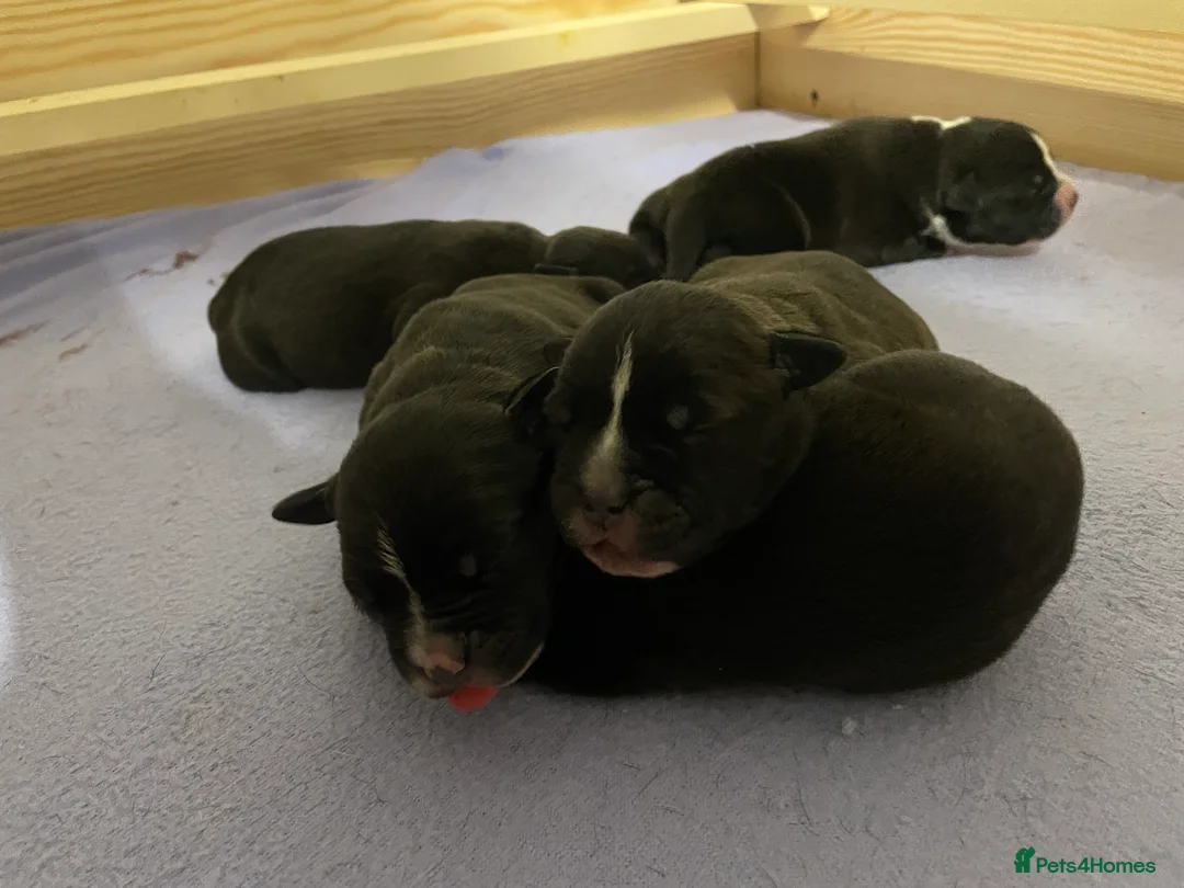 Staffordshire Bull Terrier dogs for sale: Staffordshire Bull Terrier Pups 💙🩷 - Advert 24