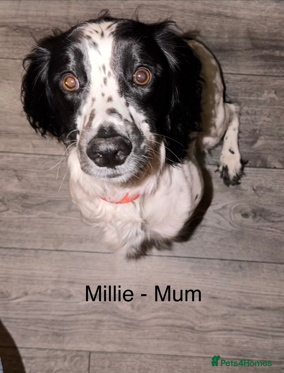Mixed Breed dogs for sale: Beautiful Sproodles for sale - Advert 3