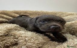 Mixed Breed dogs for sale: French bulldog x cockapoo - Image 3