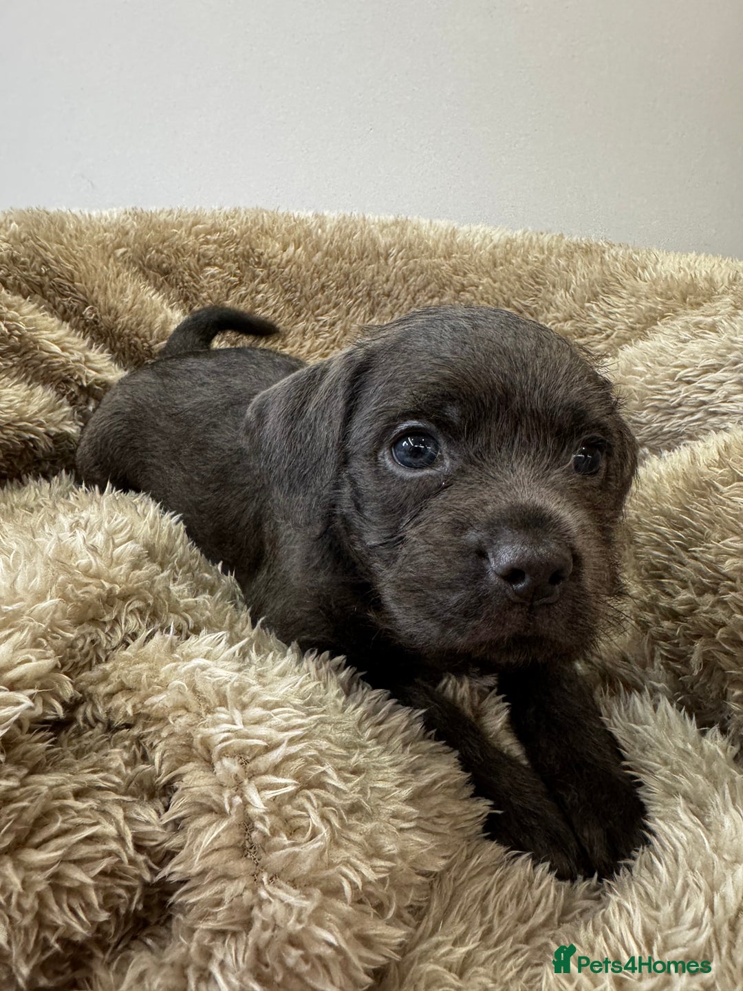 Mixed Breed dogs for sale: French bulldog x cockapoo - Image 3