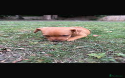 Patterdale Terrier dogs for sale: Patterdale fell terriers  - Image 33