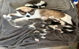 Mixed Breed cats for sale: Gorgeous Grey/White Black/White Kittens - Image 19