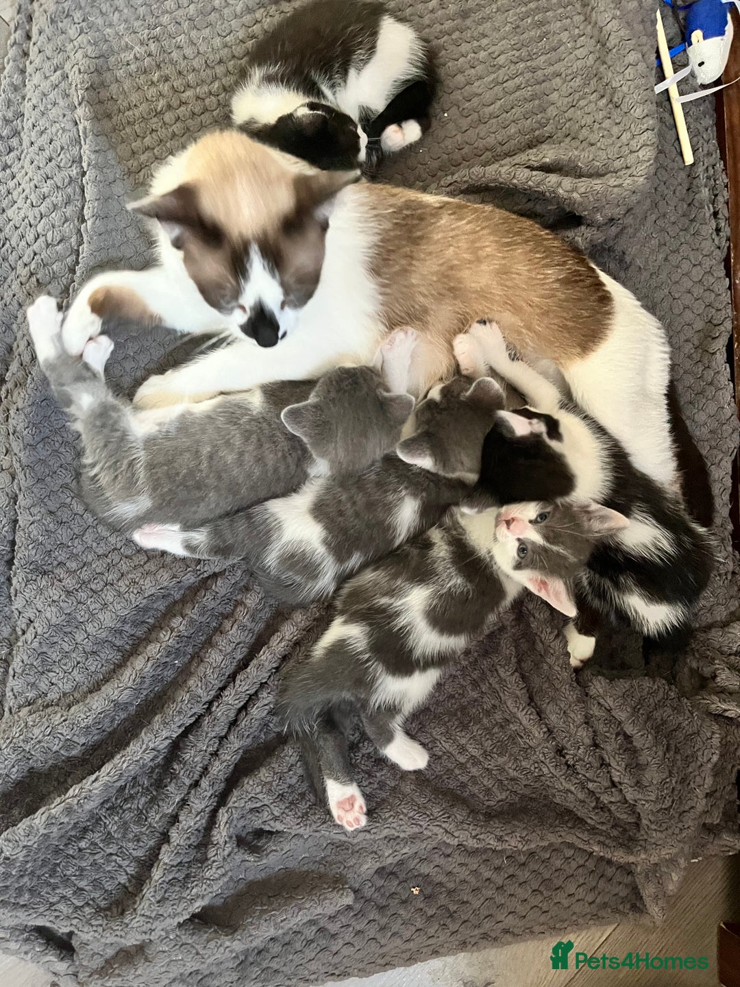 Mixed Breed cats for sale: Gorgeous Grey/White Black/White Kittens - Image 19