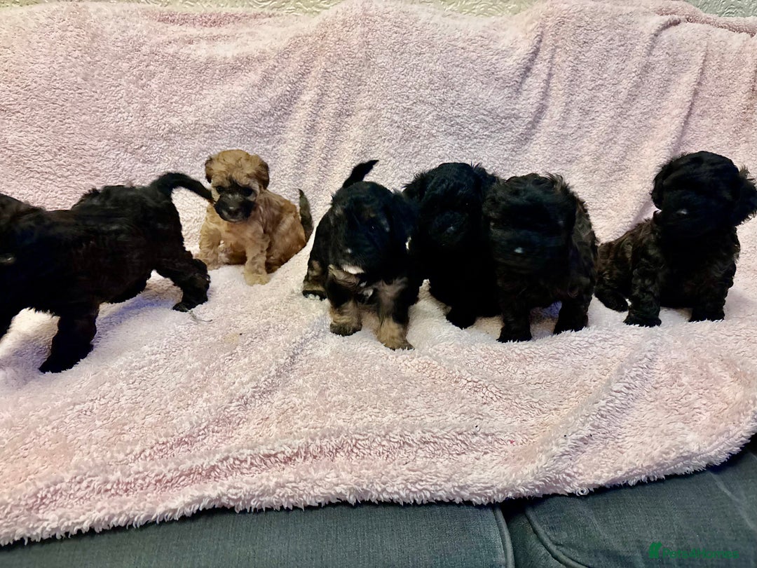 Yorkiepoo dogs for sale: Beautiful yorkipoo puppies - Image 6
