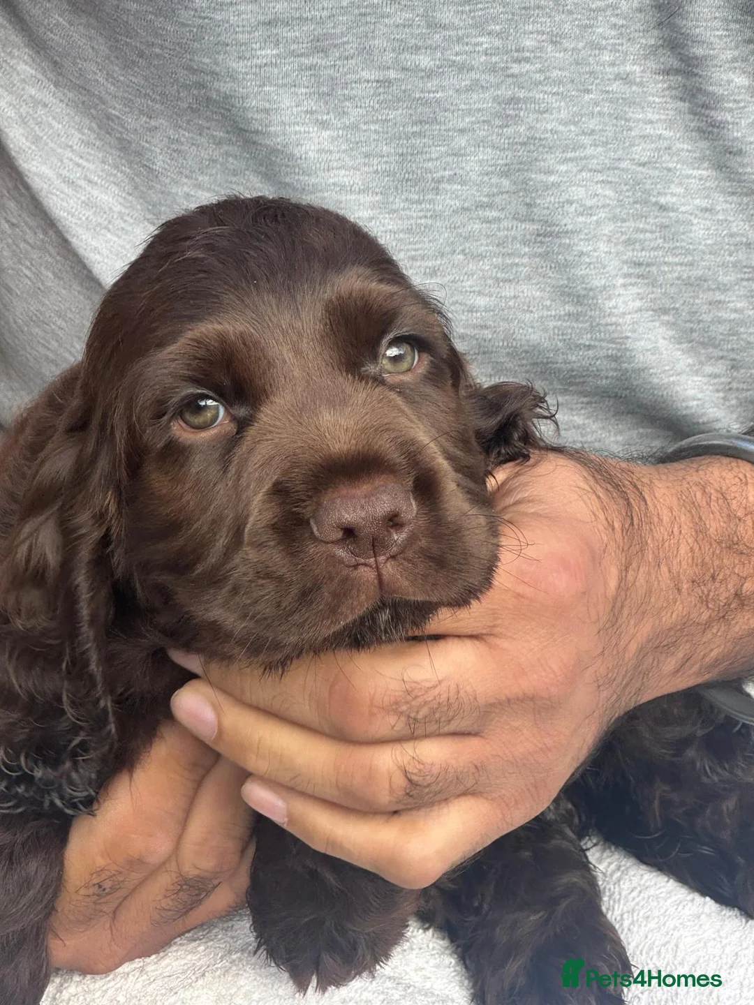 Cocker Spaniel dogs for sale: Cocker spaniel puppies looking for a loving home - Advert 5