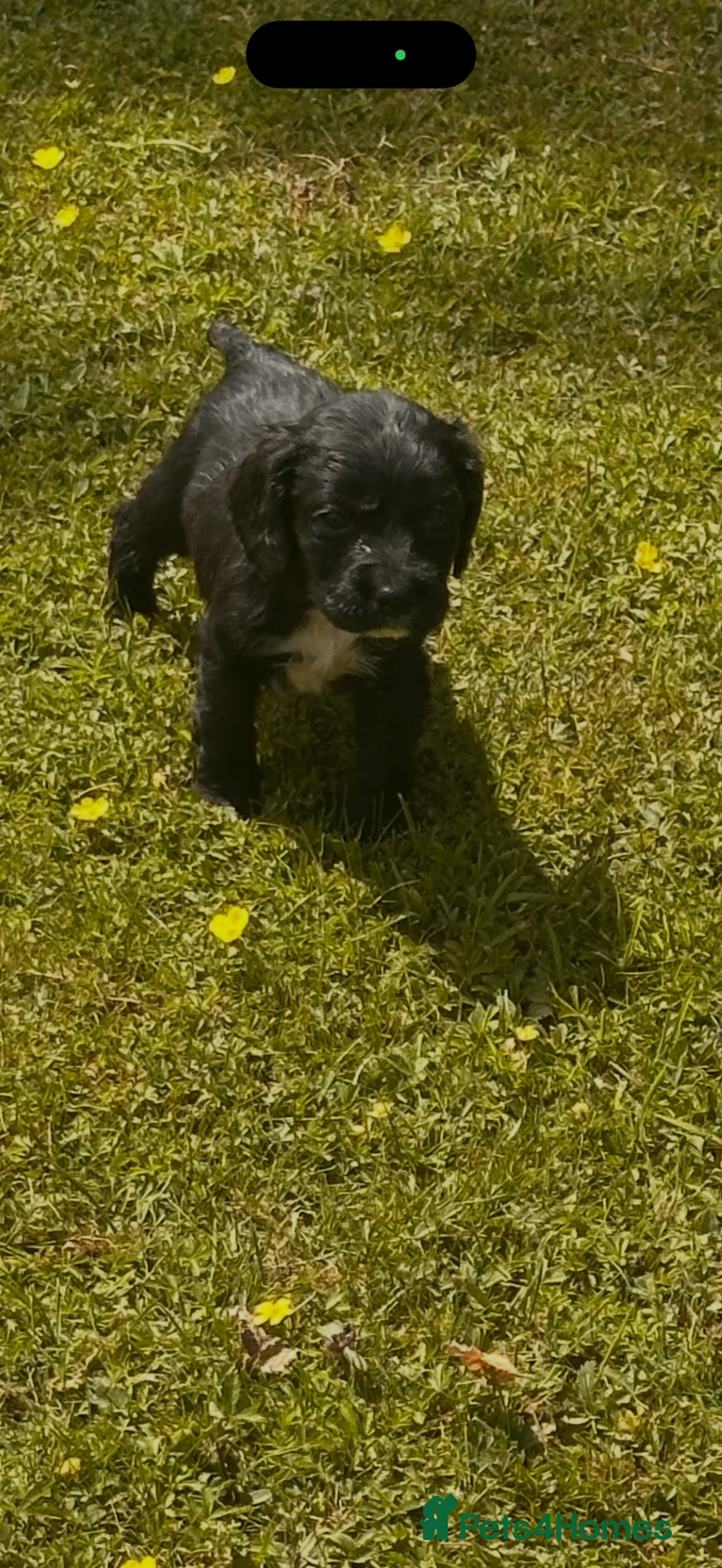 Sprocker dogs for sale: sprocket - Advert 2