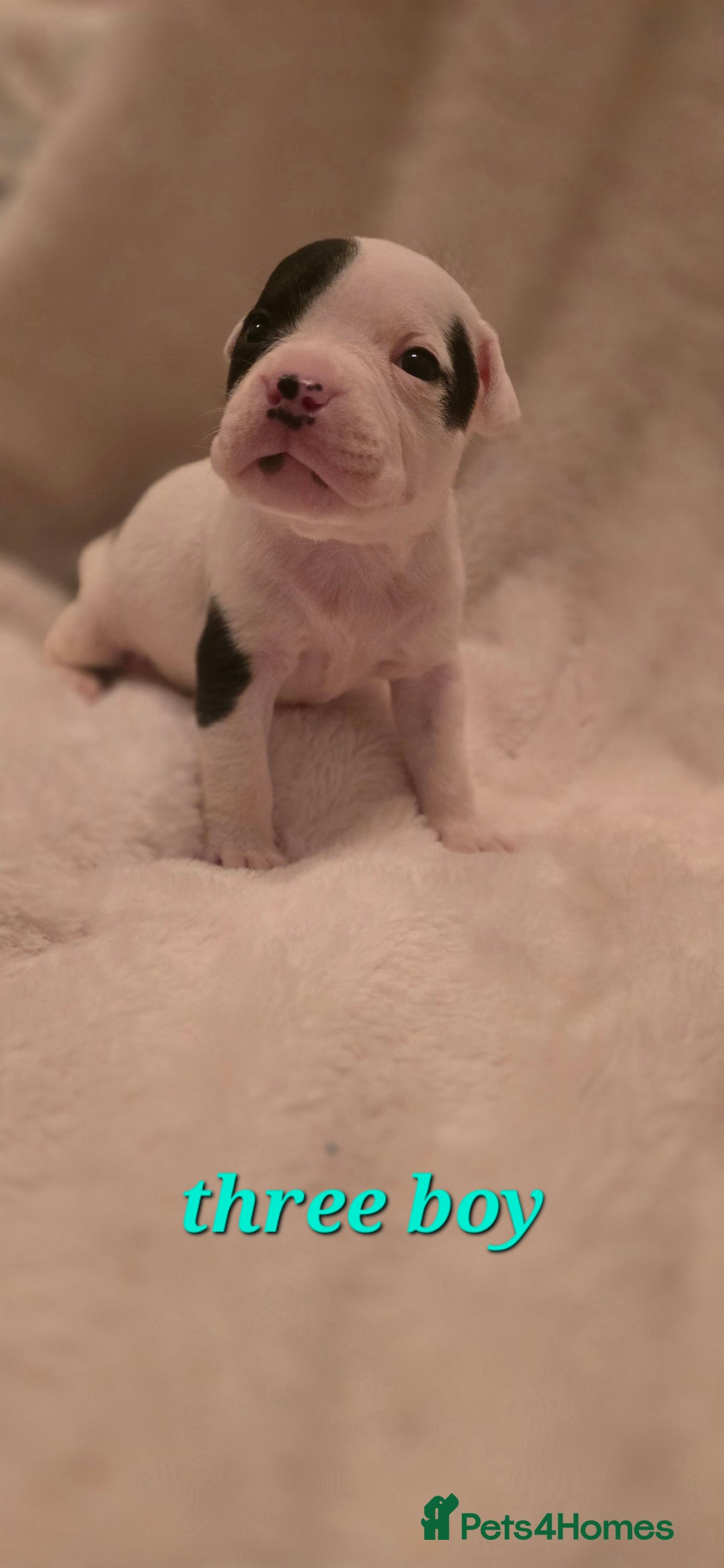 Mixed Breed dogs for sale: Olde english × staffie pups  - Advert 9