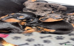 Miniature Dachshund dogs for sale: Lovely Mini Daschunds Looking For A Forever Sofa - Image 12